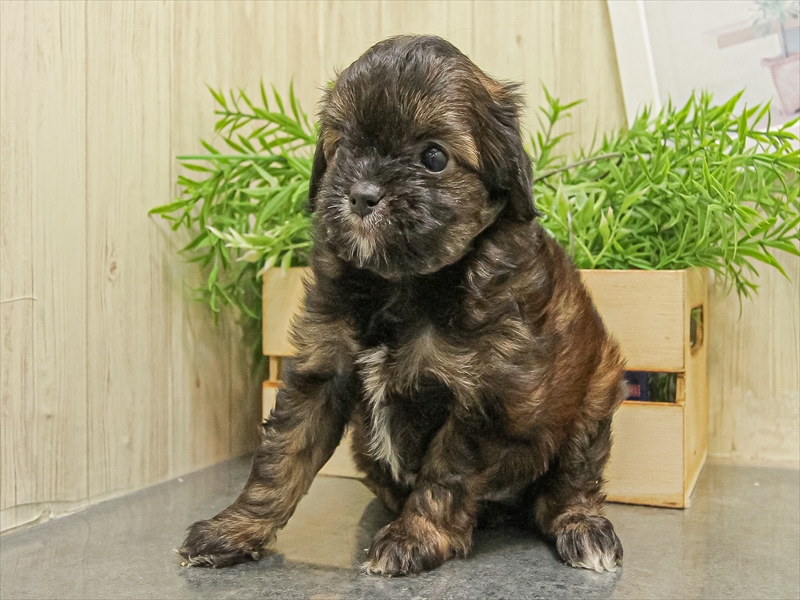 愛知県のチワプー/プーチー(チワワ×プードル) (ワンラブ名古屋守山インター総本店/2025年9月13日生まれ/男の子/ブリンドル)の子犬の2枚目の画像