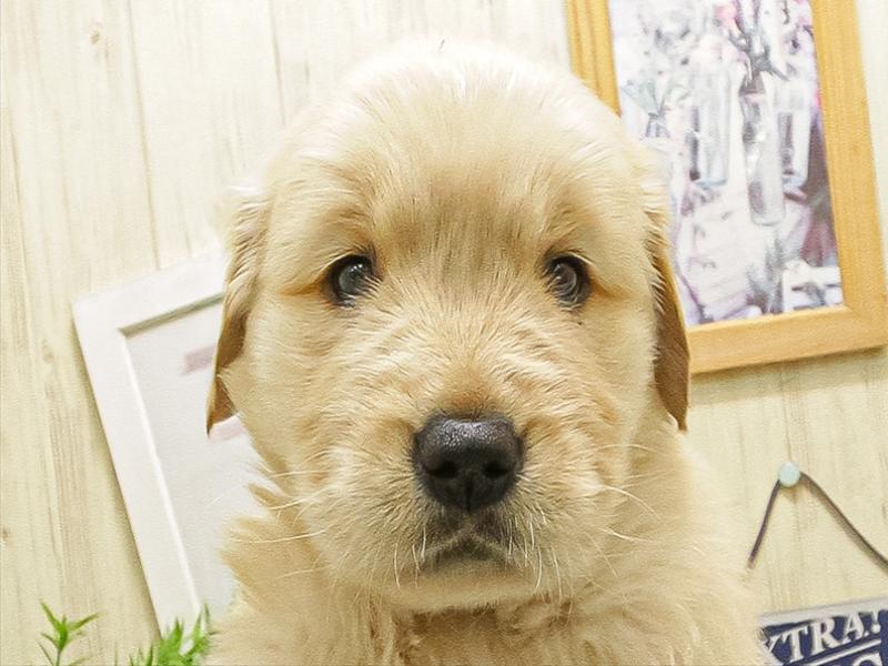 愛知県のゴールデンレトリバー (ワンラブ名古屋守山インター総本店/2025年9月15日生まれ/女の子/ゴールデン)の子犬の1枚目の画像