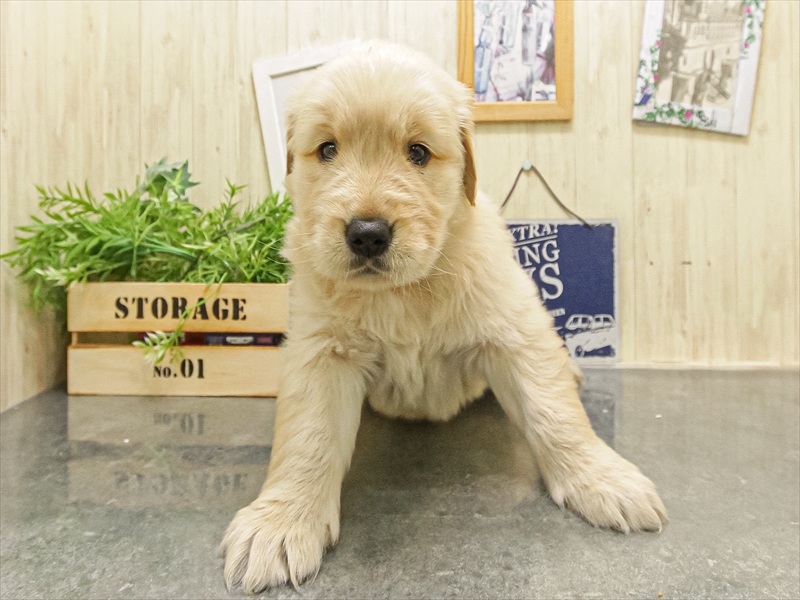 愛知県のゴールデンレトリバー (ワンラブ名古屋守山インター総本店/2025年9月15日生まれ/女の子/ゴールデン)の子犬の3枚目の画像