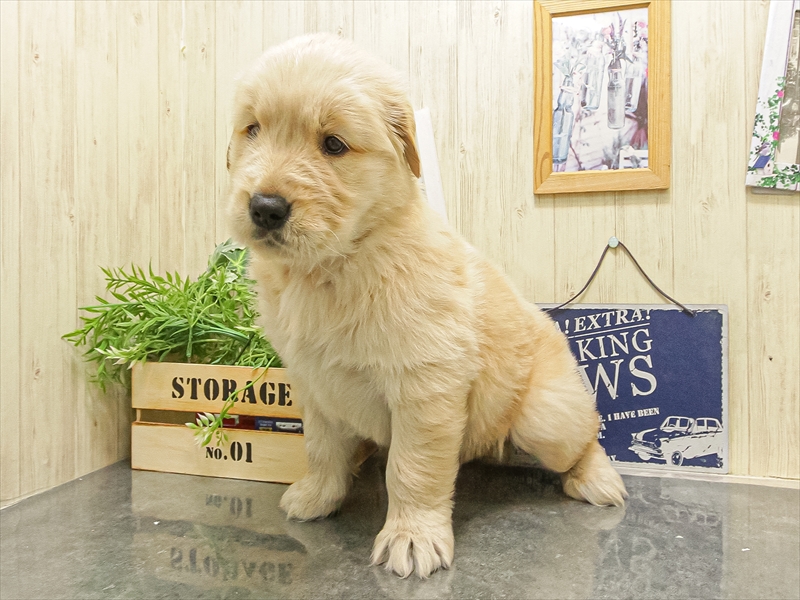 愛知県のゴールデンレトリバー (ワンラブ名古屋守山インター総本店/2025年9月15日生まれ/女の子/ゴールデン)の子犬の2枚目の画像