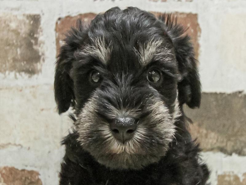 愛知県のミニチュアシュナウザー (ワンラブ名古屋守山インター総本店/2025年9月14日生まれ/男の子/ブラックシルバー)の子犬の1枚目の画像