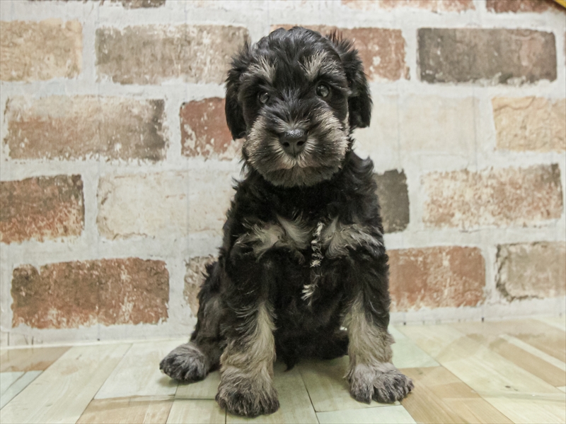 愛知県のミニチュアシュナウザー (ワンラブ名古屋守山インター総本店/2025年9月14日生まれ/男の子/ブラックシルバー)の子犬の3枚目の画像