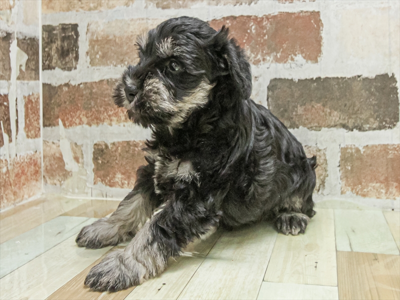 愛知県のミニチュアシュナウザー (ワンラブ名古屋守山インター総本店/2025年9月14日生まれ/男の子/ブラックシルバー)の子犬の2枚目の画像