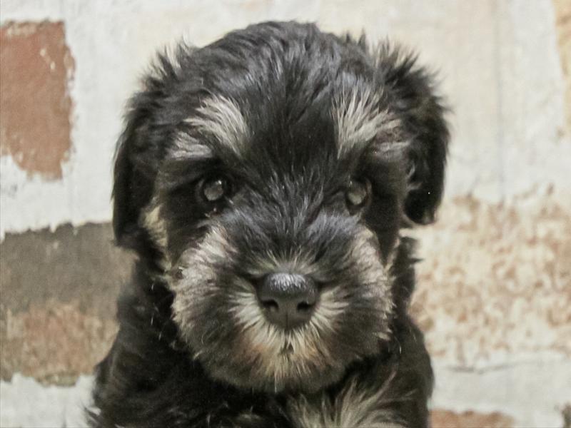 愛知県のミニチュアシュナウザー (ワンラブららぽーと愛知東郷店/2025年9月14日生まれ/女の子/ブラックシルバー)の子犬