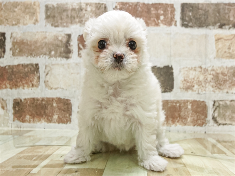 愛知県のチワマル/マルチワ(チワワ×マルチーズ) (ワンラブ名古屋守山インター総本店/2025年9月16日生まれ/女の子/ホワイト)の子犬の3枚目の画像