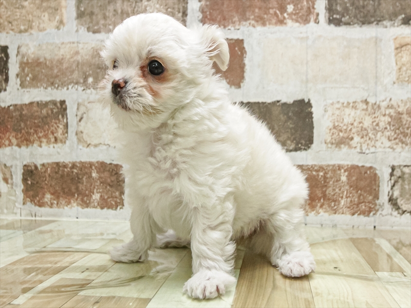 愛知県のチワマル/マルチワ(チワワ×マルチーズ) (ワンラブ名古屋守山インター総本店/2025年9月16日生まれ/女の子/ホワイト)の子犬の2枚目の画像