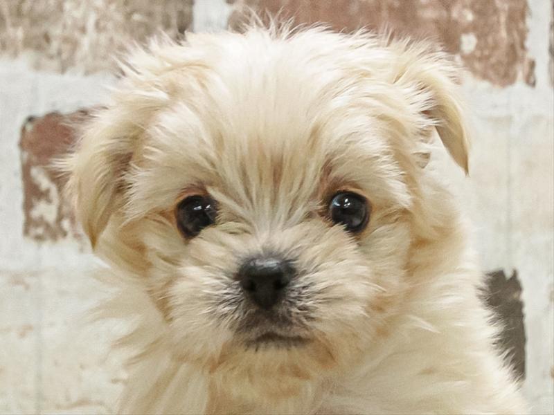 愛知県のチワマル/マルチワ(チワワ×マルチーズ) (ワンラブ名古屋守山インター総本店/2025年9月16日生まれ/男の子/クリーム)の子犬の1枚目の画像