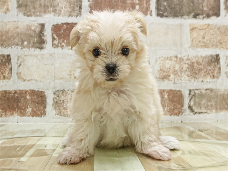 愛知県のチワマル/マルチワ(チワワ×マルチーズ) (ワンラブ名古屋守山インター総本店/2025年9月16日生まれ/男の子/クリーム)の子犬の3枚目の画像