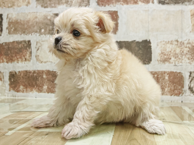 愛知県のチワマル/マルチワ(チワワ×マルチーズ) (ワンラブ名古屋守山インター総本店/2025年9月16日生まれ/男の子/クリーム)の子犬の2枚目の画像