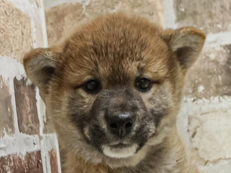 大阪府の柴犬(標準サイズ) (ワンラブパンジョ泉北店/2025年9月8日生まれ/女の子/赤)の子犬の1枚目の画像