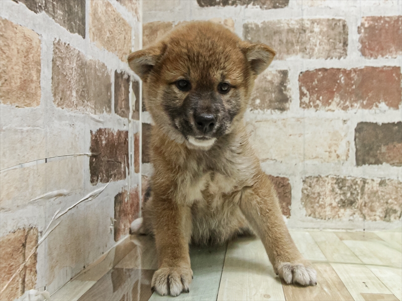 大阪府の柴犬(標準サイズ) (ワンラブパンジョ泉北店/2025年9月8日生まれ/女の子/赤)の子犬の3枚目の画像