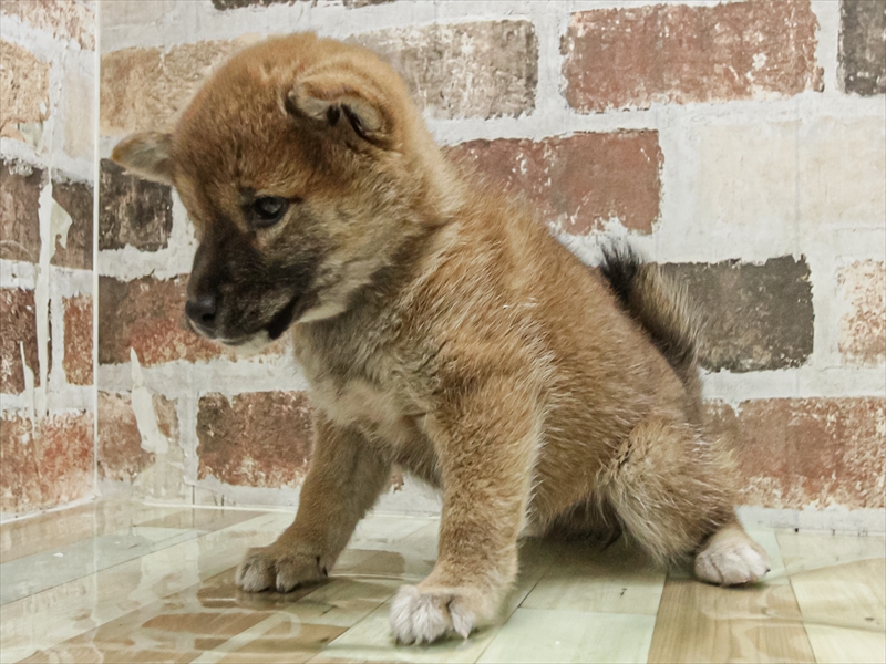 大阪府の柴犬(標準サイズ) (ワンラブパンジョ泉北店/2025年9月8日生まれ/女の子/赤)の子犬の2枚目の画像
