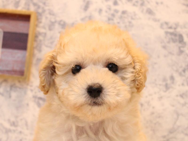 埼玉県のトイプードル(トイ) (ワンラブ埼玉寄居店/2025年9月8日生まれ/女の子/ホワイト)の子犬の1枚目の画像