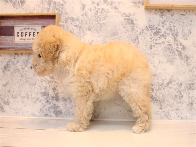 埼玉県のトイプードル(トイ) (ワンラブ埼玉寄居店/2025年9月8日生まれ/女の子/ホワイト)の子犬の3枚目の画像