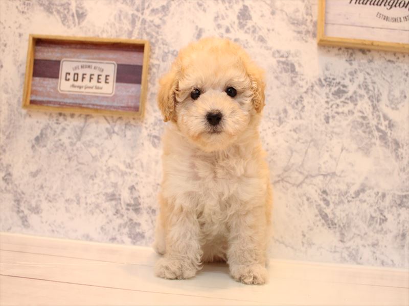 埼玉県のトイプードル(トイ) (ワンラブ埼玉寄居店/2025年9月8日生まれ/女の子/ホワイト)の子犬の2枚目の画像