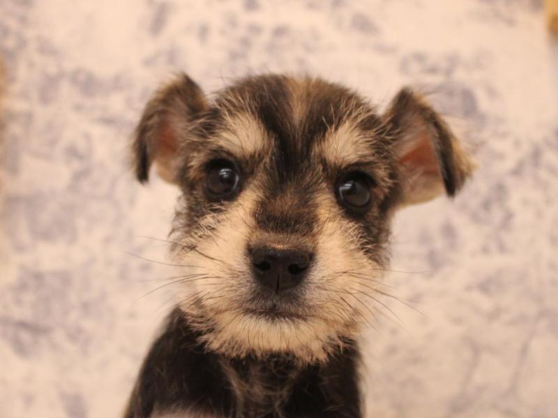 千葉県のミニチュアシュナウザー (ワンラブカインズ幕張店/2025年9月14日生まれ/女の子/ソルトペッパー)の子犬