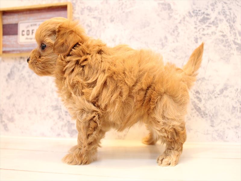 埼玉県のチワプー/プーチー(チワワ×プードル) (ワンラブ埼玉寄居店/2025年9月14日生まれ/男の子/レッド)の子犬の3枚目の画像