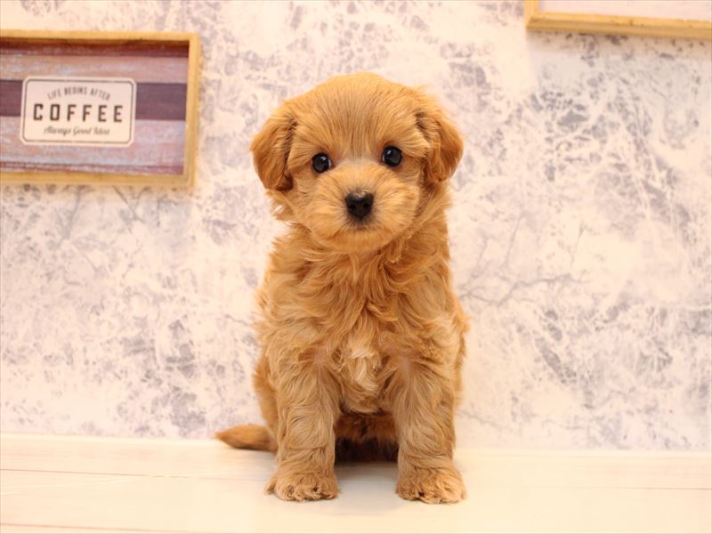 埼玉県のチワプー/プーチー(チワワ×プードル) (ワンラブ埼玉寄居店/2025年9月14日生まれ/男の子/レッド)の子犬の2枚目の画像