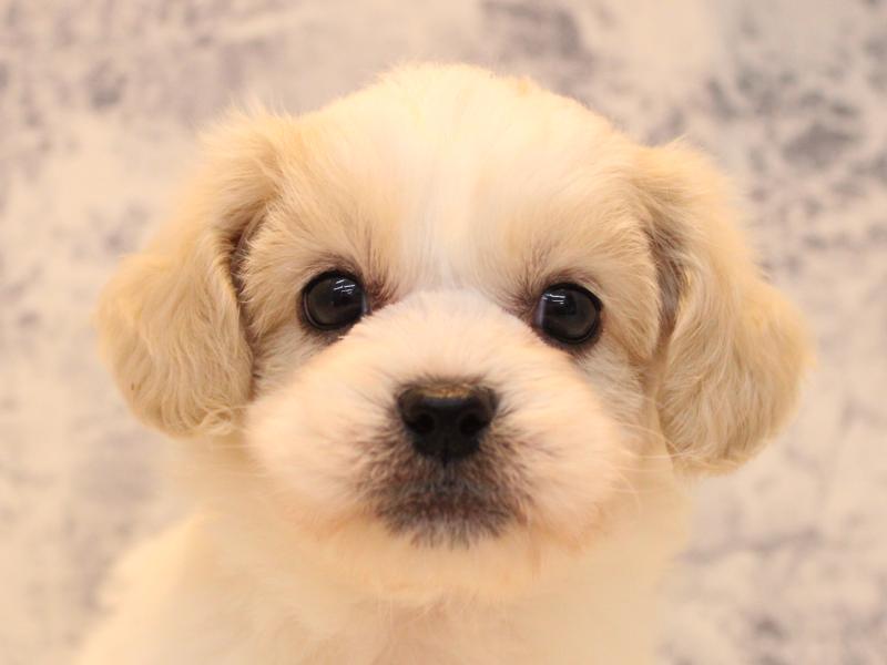 神奈川県のペキプー(ペキニーズ×プードル) (ワンラブフレスポ小田原シティーモール店/2025年9月15日生まれ/男の子/ホワイトクリーム)の子犬の1枚目の画像