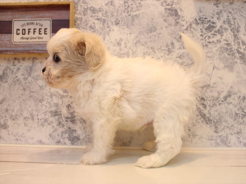 神奈川県のペキプー(ペキニーズ×プードル) (ワンラブフレスポ小田原シティーモール店/2025年9月15日生まれ/男の子/ホワイトクリーム)の子犬の3枚目の画像