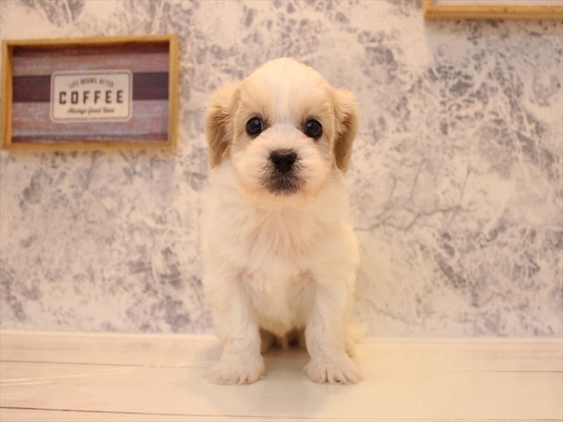 神奈川県のペキプー(ペキニーズ×プードル) (ワンラブフレスポ小田原シティーモール店/2025年9月15日生まれ/男の子/ホワイトクリーム)の子犬の2枚目の画像