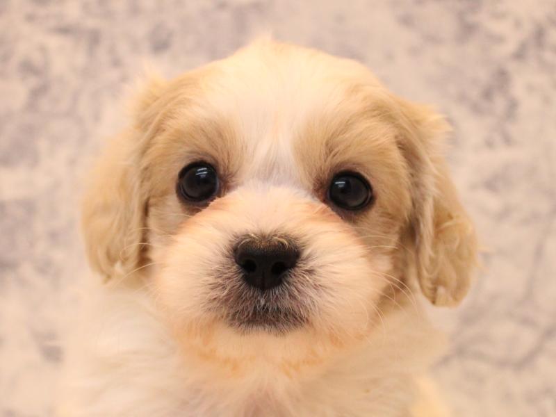 千葉県のペキプー(ペキニーズ×プードル) (ワンラブイオンフードスタイル新松戸店/2025年9月15日生まれ/男の子/ホワイトクリーム)の子犬の1枚目の画像