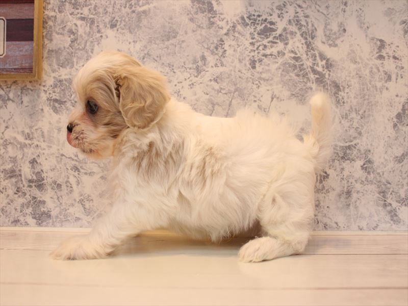 千葉県のペキプー(ペキニーズ×プードル) (ワンラブイオンフードスタイル新松戸店/2025年9月15日生まれ/男の子/ホワイトクリーム)の子犬の3枚目の画像