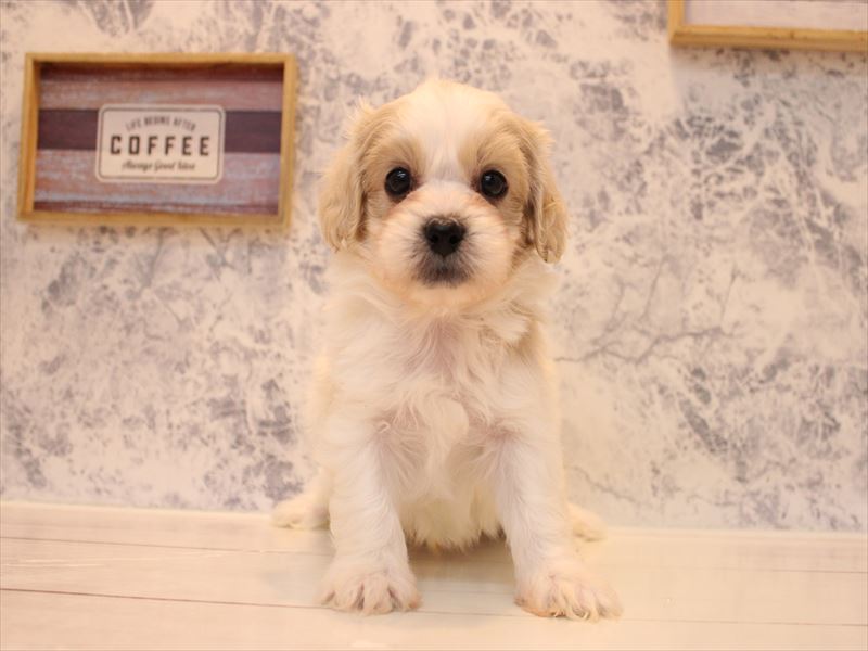 千葉県のペキプー(ペキニーズ×プードル) (ワンラブイオンフードスタイル新松戸店/2025年9月15日生まれ/男の子/ホワイトクリーム)の子犬の2枚目の画像