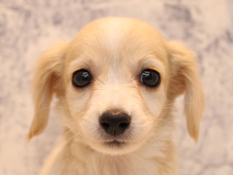 埼玉県のチワックス(チワワ×ダックス) (ワンラブ埼玉寄居店/2025年9月15日生まれ/男の子/クリームホワイト)の子犬の1枚目の画像