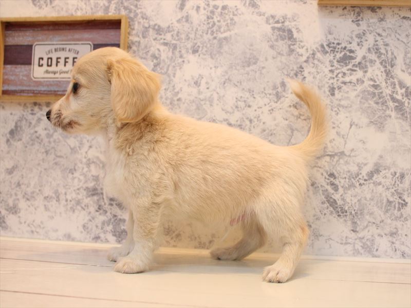 埼玉県のチワックス(チワワ×ダックス) (ワンラブ埼玉寄居店/2025年9月15日生まれ/男の子/クリームホワイト)の子犬の3枚目の画像