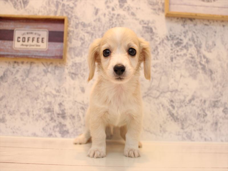 埼玉県のチワックス(チワワ×ダックス) (ワンラブ埼玉寄居店/2025年9月15日生まれ/男の子/クリームホワイト)の子犬の2枚目の画像