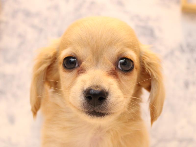 神奈川県のチワックス(チワワ×ダックス) (ワンラブフレスポ小田原シティーモール店/2025年9月15日生まれ/女の子/クリーム)の子犬の1枚目の画像