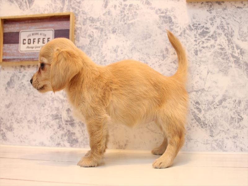 神奈川県のチワックス(チワワ×ダックス) (ワンラブフレスポ小田原シティーモール店/2025年9月15日生まれ/女の子/クリーム)の子犬の3枚目の画像