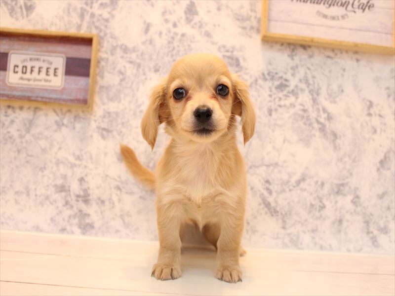 神奈川県のチワックス(チワワ×ダックス) (ワンラブフレスポ小田原シティーモール店/2025年9月15日生まれ/女の子/クリーム)の子犬の2枚目の画像