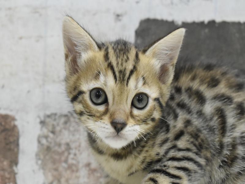 愛知県のベンガル (ワンラブ名古屋守山インター総本店/2025年9月17日生まれ/女の子/ブラウンスポットタビー)の子猫の1枚目の画像