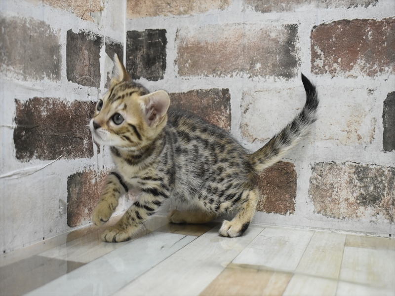 愛知県のベンガル (ワンラブ名古屋守山インター総本店/2025年9月17日生まれ/女の子/ブラウンスポットタビー)の子猫の3枚目の画像