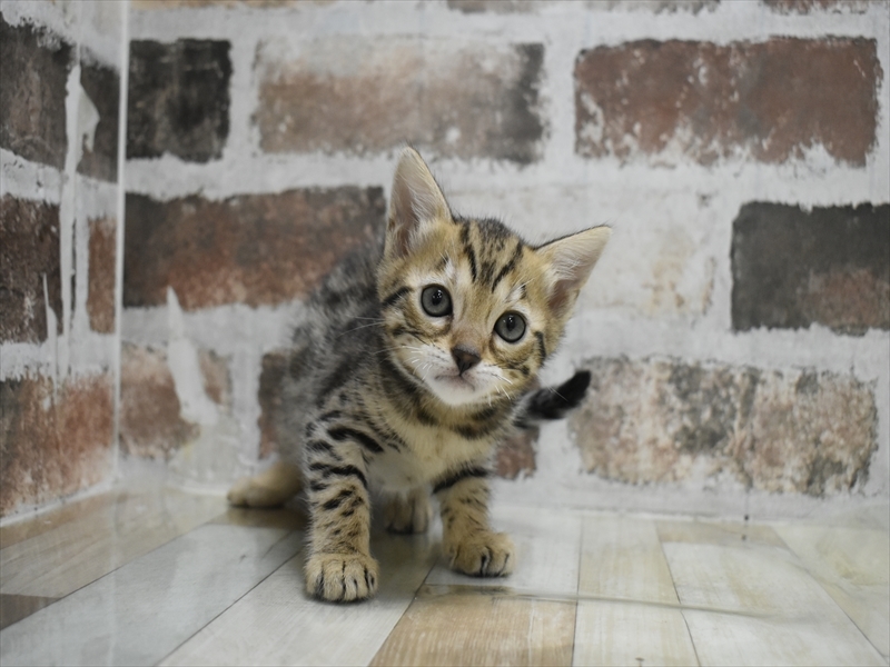 愛知県のベンガル (ワンラブ名古屋守山インター総本店/2025年9月17日生まれ/女の子/ブラウンスポットタビー)の子猫の2枚目の画像