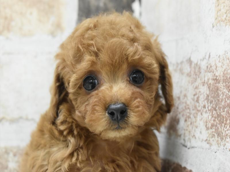 愛知県のトイプードル(トイ) (ワンラブ名古屋守山インター総本店/2025年9月17日生まれ/男の子/レッド)の子犬の1枚目の画像