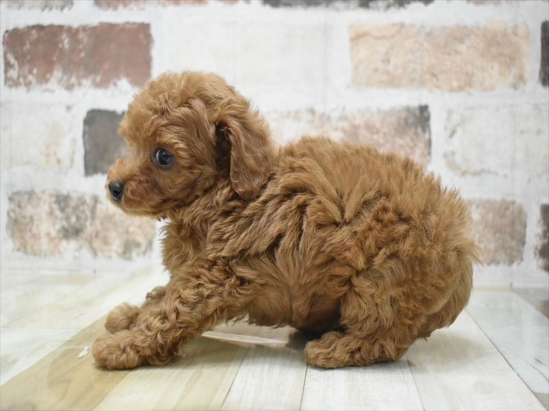 愛知県のトイプードル(トイ) (ワンラブ名古屋守山インター総本店/2025年9月17日生まれ/男の子/レッド)の子犬の3枚目の画像