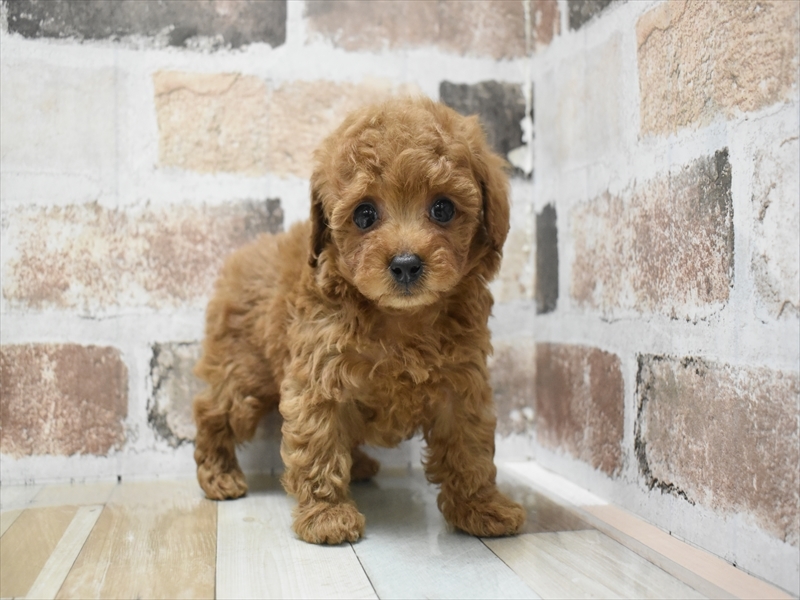 愛知県のトイプードル(トイ) (ワンラブ名古屋守山インター総本店/2025年9月17日生まれ/男の子/レッド)の子犬の2枚目の画像