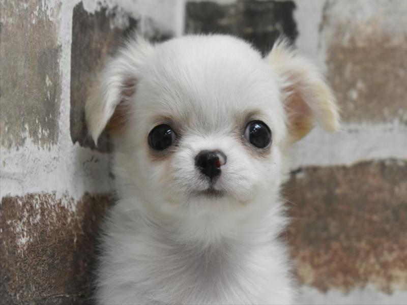 愛知県のチワワ(ロング) (ワンラブ名古屋守山インター総本店/2025年9月13日生まれ/女の子/クリームホワイト)の子犬の1枚目の画像