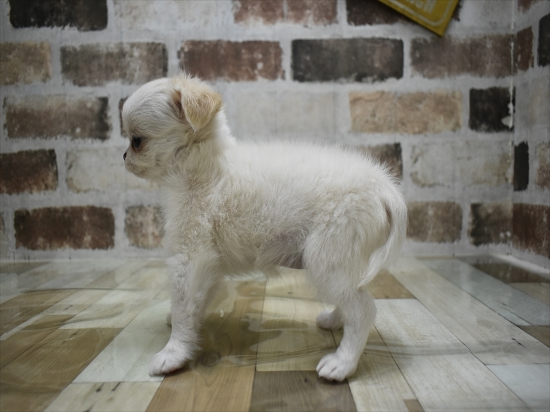 愛知県のチワワ(ロング) (ワンラブ名古屋守山インター総本店/2025年9月13日生まれ/女の子/クリームホワイト)の子犬の3枚目の画像