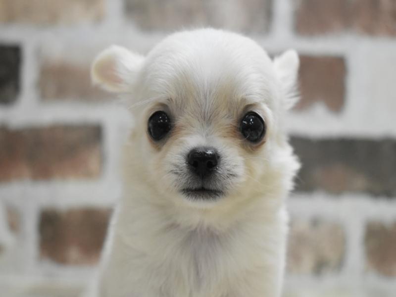 愛知県のチワワ(ロング) (ワンラブペッツビレッジ アピタ刈谷店(FC)/2025年9月12日生まれ/男の子/クリームホワイト)の子犬の1枚目の画像