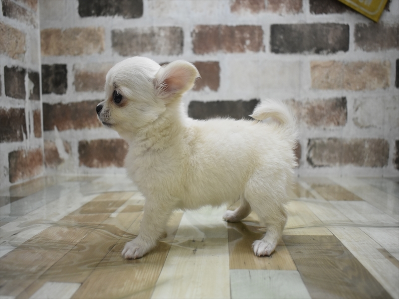 愛知県のチワワ(ロング) (ワンラブペッツビレッジ アピタ刈谷店(FC)/2025年9月12日生まれ/男の子/クリームホワイト)の子犬の3枚目の画像