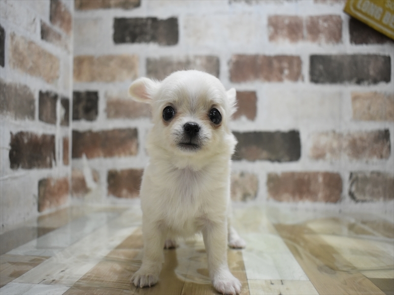 愛知県のチワワ(ロング) (ワンラブペッツビレッジ アピタ刈谷店(FC)/2025年9月12日生まれ/男の子/クリームホワイト)の子犬の2枚目の画像