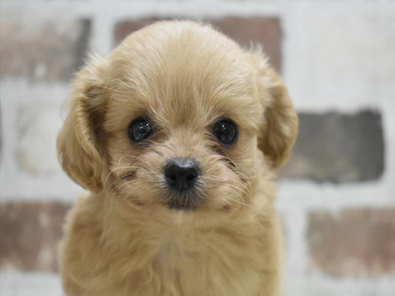 愛知県のポメプー(ポメラニアン×プードル) (ワンラブ名古屋守山インター総本店/2025年9月16日生まれ/男の子/クリーム)の子犬の1枚目の画像