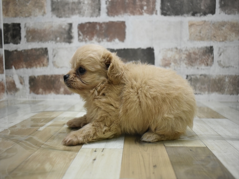 愛知県のポメプー(ポメラニアン×プードル) (ワンラブ名古屋守山インター総本店/2025年9月16日生まれ/男の子/クリーム)の子犬の3枚目の画像