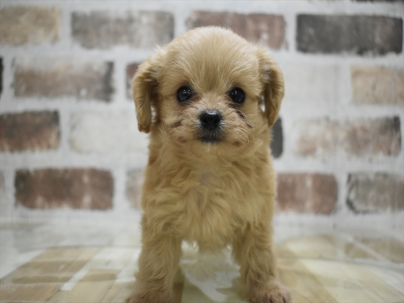 愛知県のポメプー(ポメラニアン×プードル) (ワンラブ名古屋守山インター総本店/2025年9月16日生まれ/男の子/クリーム)の子犬の2枚目の画像