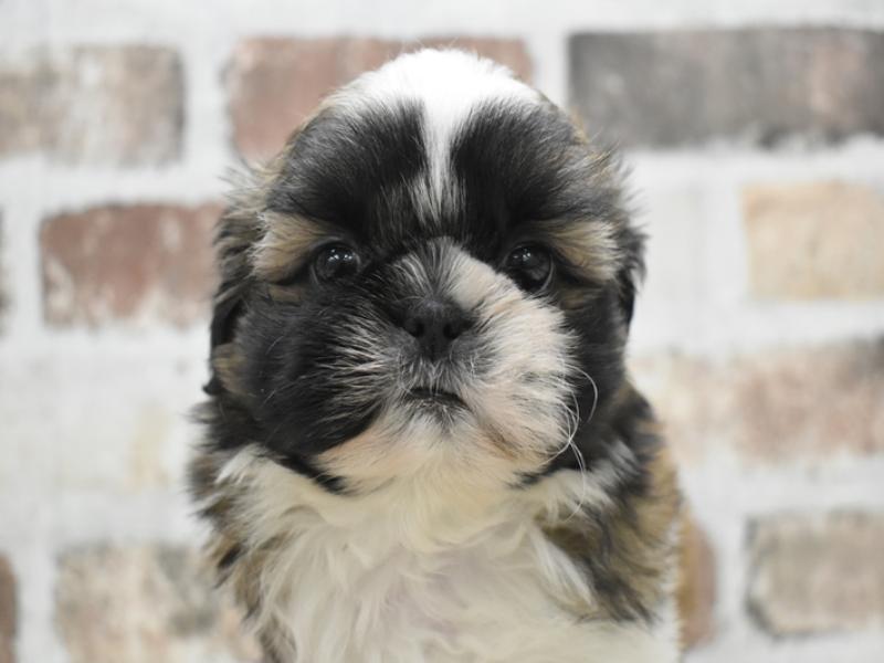 愛知県のシーズー (ワンラブ名古屋守山インター総本店/2025年9月16日生まれ/男の子/ゴールドホワイト)の子犬の1枚目の画像