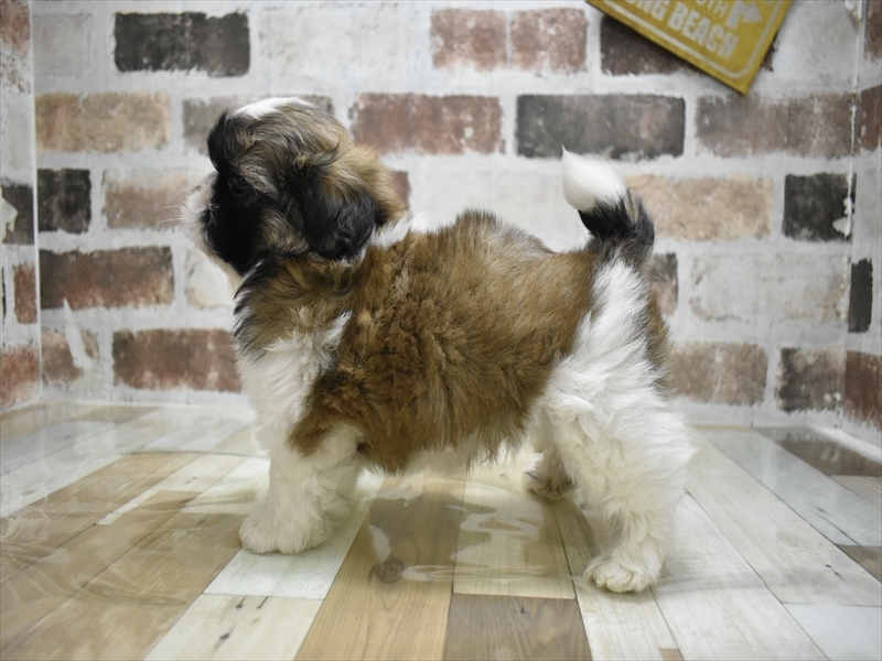 愛知県のシーズー (ワンラブ名古屋守山インター総本店/2025年9月16日生まれ/男の子/ゴールドホワイト)の子犬の3枚目の画像